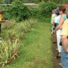 Croydon Plantation Tour from RIU Montego Bay