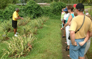 Croydon Plantation Tour from Negril