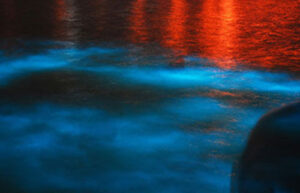 Glistening Waters Luminous Lagoon, Dinner and Boat Tour.