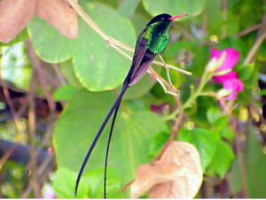Cranbrook Flower Farm Tour Ocho Rios Jamaica.