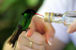 Rockland Bird Sanctuary Tour Montego Bay.