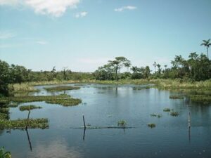 Royal Palm Reserve Tour from Negril.